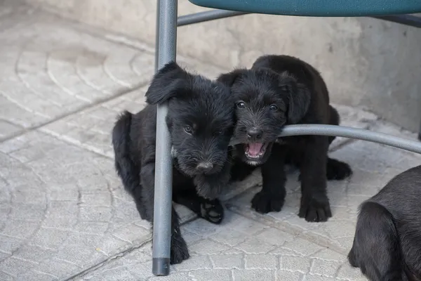 Κουτάβια schnauzer πρότυπο — Φωτογραφία Αρχείου