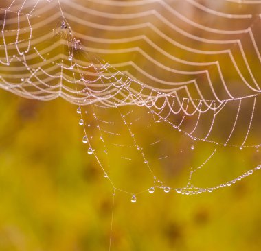 sunrise adlı bir çayır üstünde örümcek ağı.