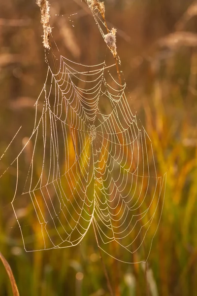 Spider web on a meadow at sunrise. — Stock Photo, Image