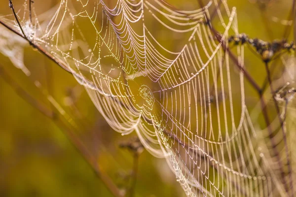 Spindelnät på en äng vid soluppgången. — Stockfoto