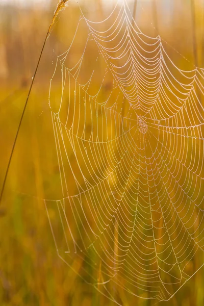 Spider web on a meadow at sunrise. — Stock Photo, Image