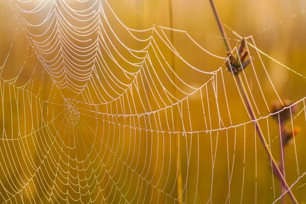Pânză de păianjen pe o pajiște la răsărit . — Fotografie, imagine de stoc