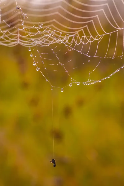 Spinnenweb op een weide bij zonsopgang. — Stockfoto