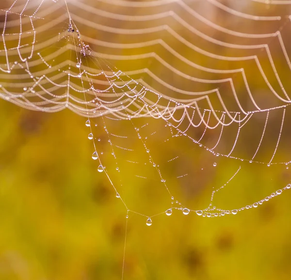 Pânză de păianjen pe o pajiște la răsărit . — Fotografie, imagine de stoc