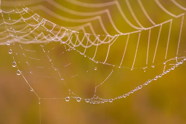 Spider web on a meadow at sunrise. — Stock Photo, Image