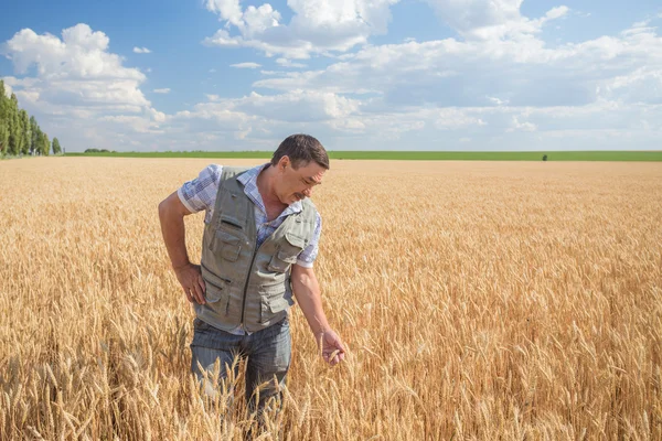 Farmář stojící na pšeničném poli — Stock fotografie