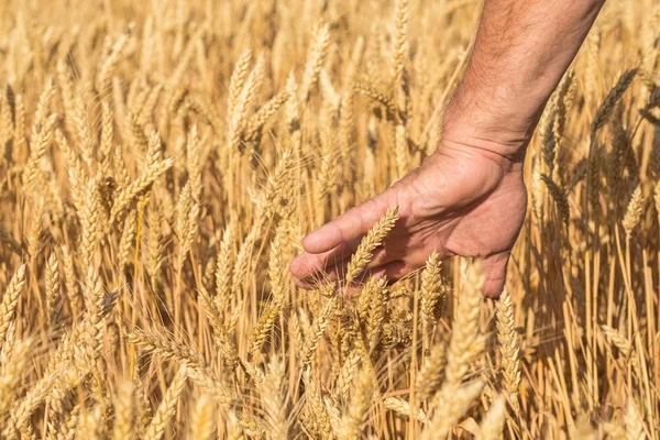 Zralé pšenice golden uši v ruce — Stock fotografie