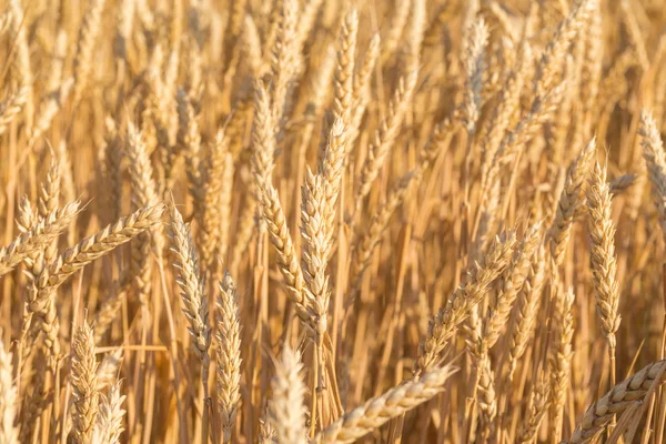 Sluiten van een tarweveld — Stockfoto