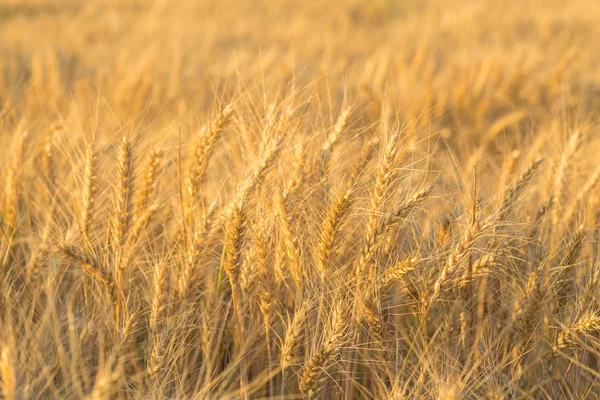 Sluiten van een tarweveld — Stockfoto