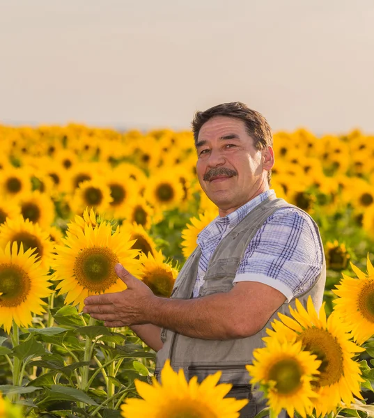 Agricoltore guardando girasole — Foto Stock