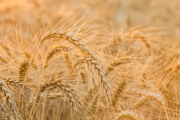 Fechar de um campo de trigo — Fotografia de Stock