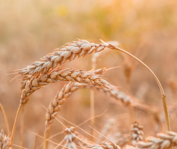 Primer plano de un campo de trigo — Foto de Stock