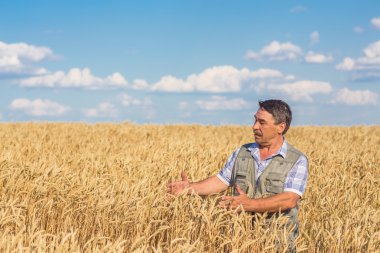 Bir buğday tarlasında duran çiftçi