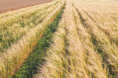 Buğday tarlasıyla yaz manzarası