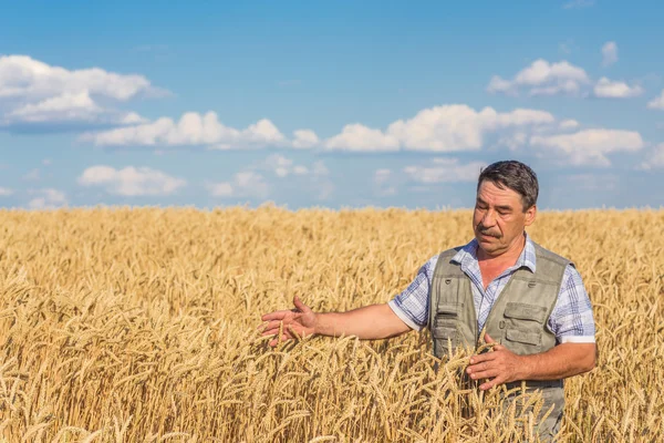 Gårdbruker som står på en hveteåker – stockfoto