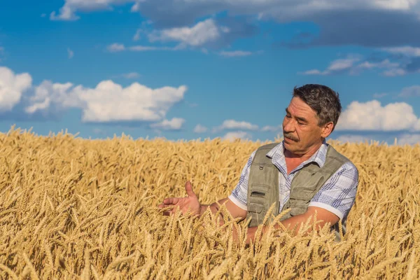 Jordbrukare som står på ett vetefält — Stockfoto