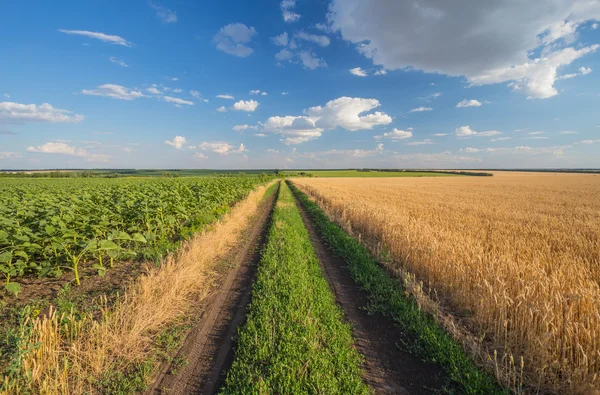 Літній пейзаж з пшеничним полем — стокове фото
