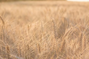 Buğday tarlasını kapatın.