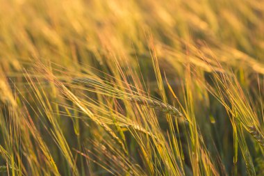 Buğday tarlasını kapatın.