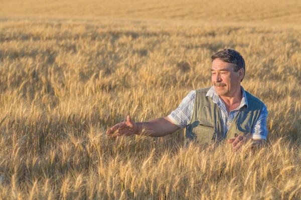 Boer die op een tarweveld staat — Stockfoto