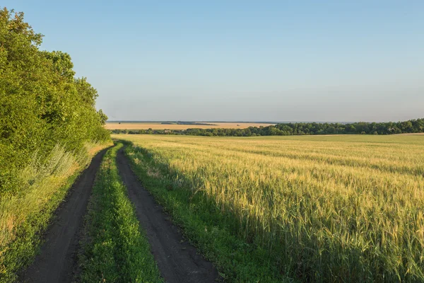 Paisagem de verão com campo de trigo — Fotografia de Stock