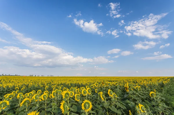 Paisaje de verano con campo de trigo — Foto de Stock