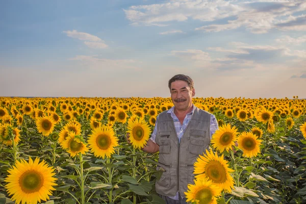 Agricoltore guardando girasole — Foto Stock