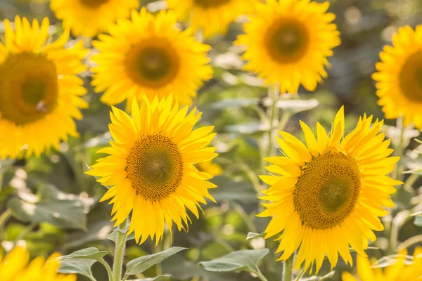 Zonnebloemen — Stockfoto