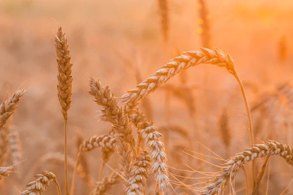 Fechar de um campo de trigo — Fotografia de Stock