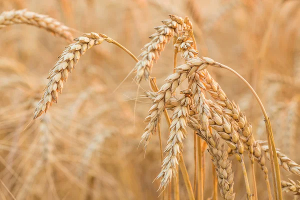 Крупный план пшеничного поля — стоковое фото