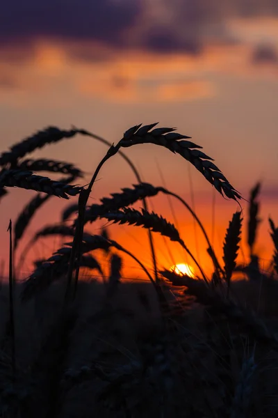 Fechar de um campo de trigo — Fotografia de Stock