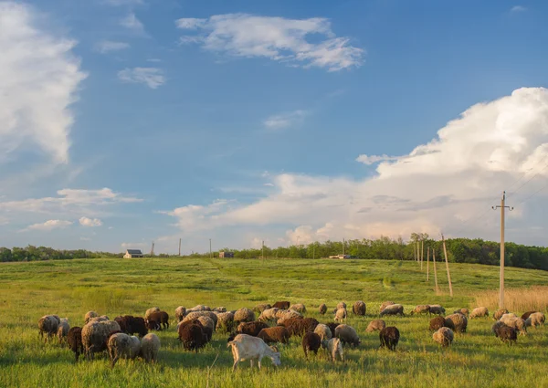 Yeşil çayırlarda otlayan inekler. — Stok fotoğraf