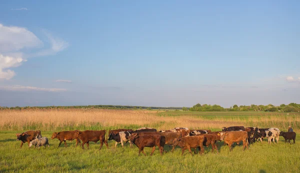 Kühe grasen auf der grünen Wiese. — Stockfoto