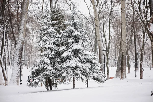 공원에 눈덮인 가문비나무 — 스톡 사진