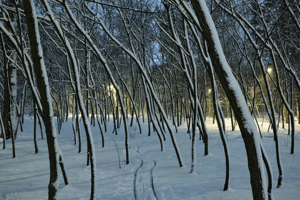 공원에 눈덮인 가문비나무 — 스톡 사진