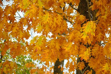 Akçaağaç ağacının altında sonbahar kırmızı akçaağaç yaprağı