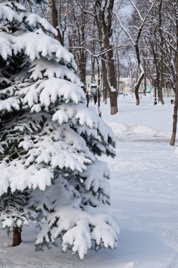 Kentteki kış parkında fenerler ve karla kaplı ladin.