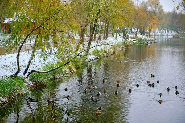 Jesienny Staw Kaczkami Parku Pierwszy Śnieg — Zdjęcie stockowe