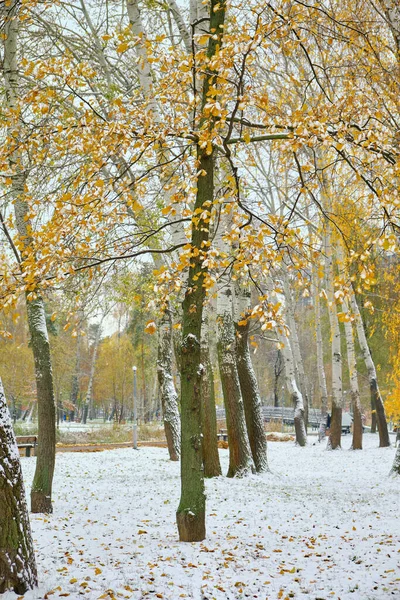 변화에 단풍나무와 낙엽으로 뒤덮인 — 스톡 사진