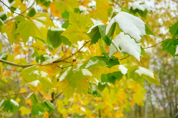 Folhas Outono Laranja Brilhante Nas Árvores Sob Neve Conceito Uma — Fotografia de Stock