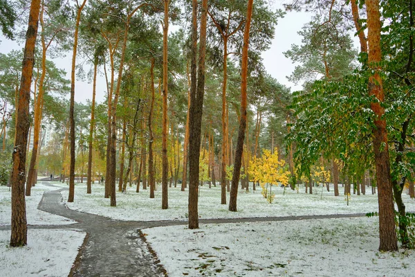 Autumn winter snow park view. First snow in autumn city. Autumn first snow city scene. Autumn snow scene