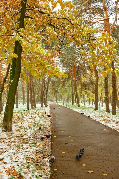 변화에 단풍나무와 낙엽으로 뒤덮인 — 스톡 사진