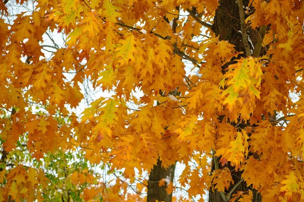Outono Folha Bordo Vermelho Colorido Sob Árvore Bordo — Fotografia de Stock