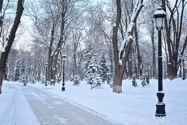 Frosty Snögränd Vinterparken Med Bänkar Träd Täckta Med Snö Går — Stockfoto