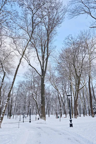 Callejón Nieve Helada Parque Invierno Con Bancos Árboles Cubiertos Nieve —  Fotos de Stock