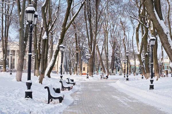 ベンチ付きの冬の公園の霜の雪の路地 雪に覆われた木 新鮮な空気の中を歩く キエフ マリニンスキー公園 — ストック写真