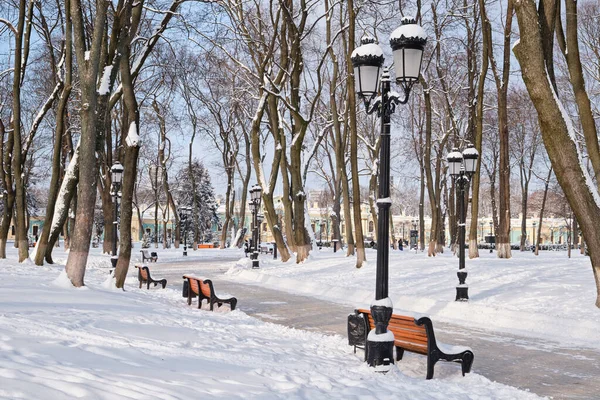 公园里雪地里的一排红色长椅 Kyiv Mariinskyi Park — 图库照片