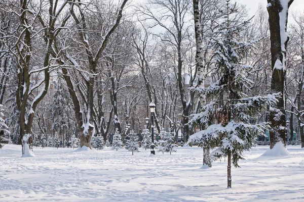 Ruelle Neige Givrée Dans Parc Hiver Avec Des Bancs Arbres — Photo