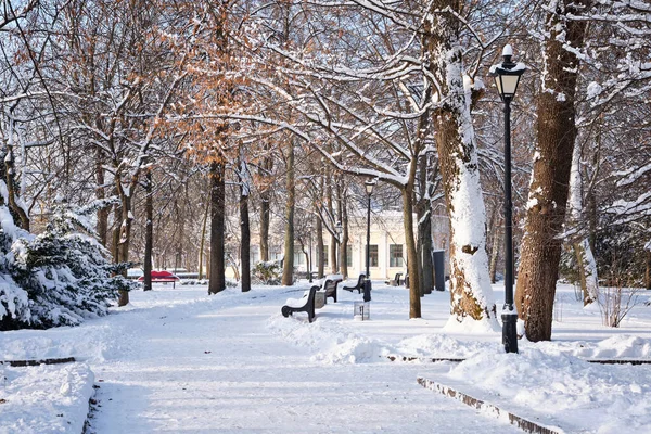 Ряд Красных Скамеек Парке Зимой Снегу Киев Мариинский Парк — стоковое фото