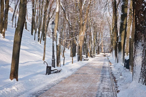 Ледяной Снежный Переулок Зимнем Парке Скамейками Деревья Покрыты Снегом Гулять — стоковое фото